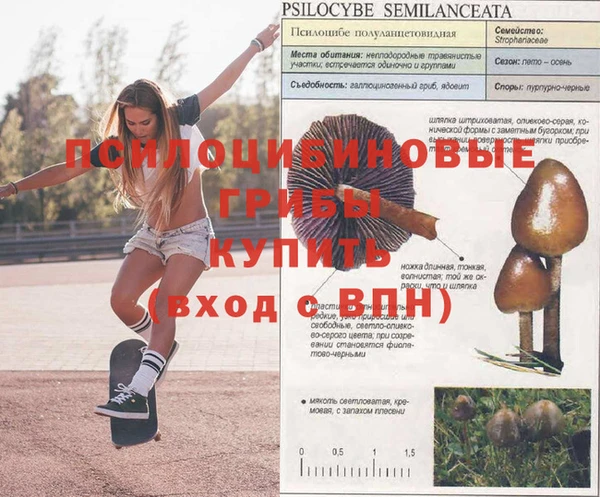 ГАЛЛЮЦИНОГЕННЫЕ ГРИБЫ Киренск